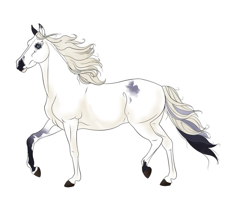 white horse with black markings