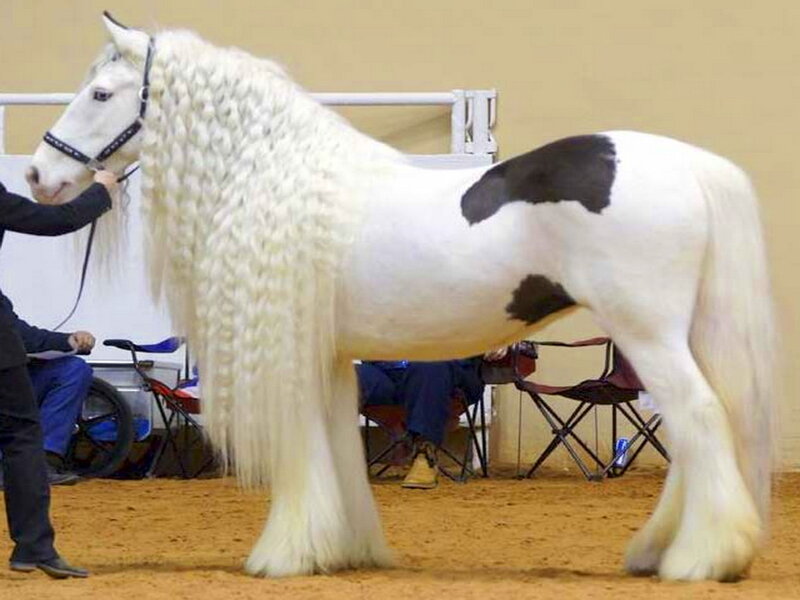 White Horse with Black Spots — Calm
