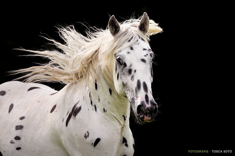 White Horse with Black Spots