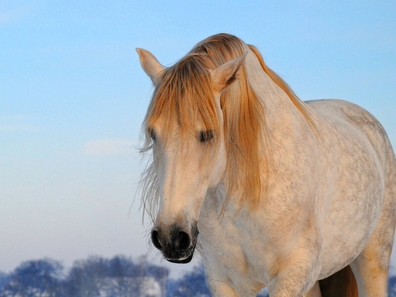 White Horse with Blonde Mane