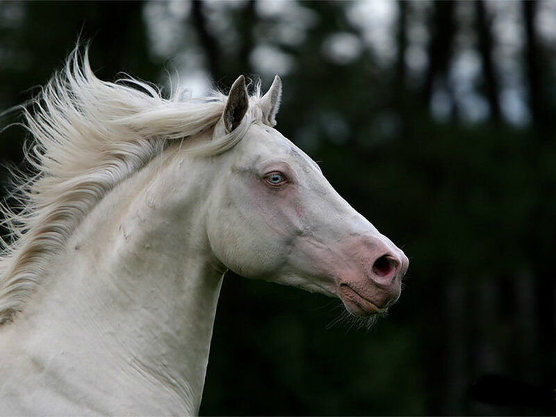 White Horse with Blue Eyes