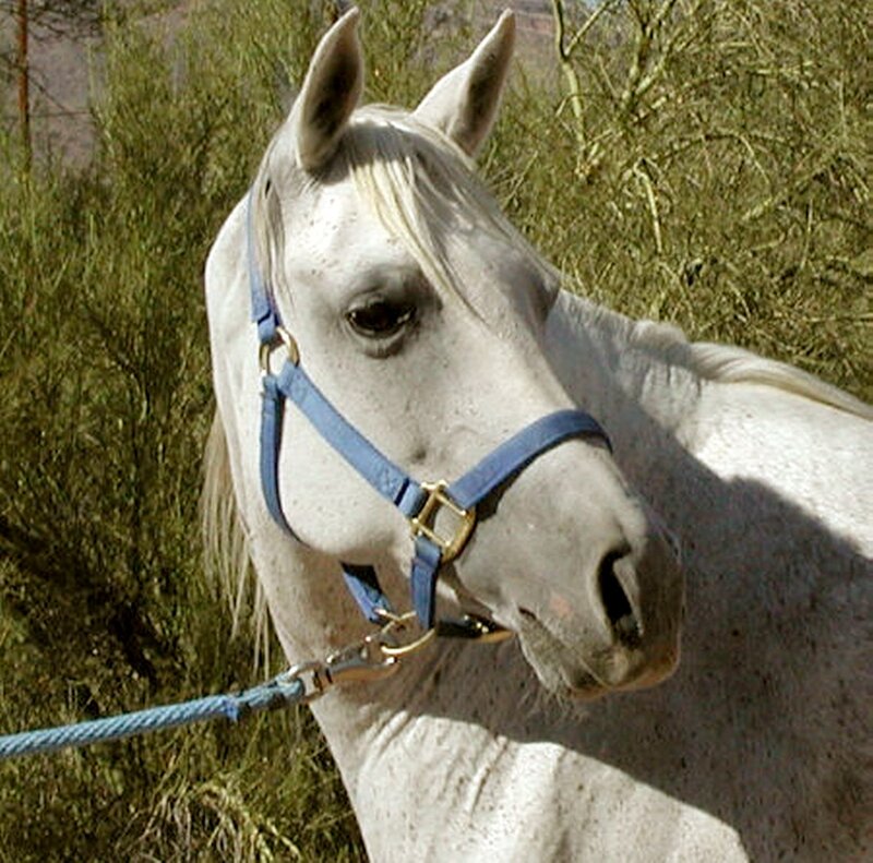 White Horse with Blue Halter