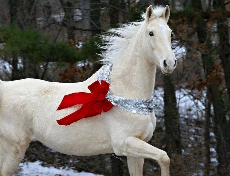 White Horse with Bow — Festive