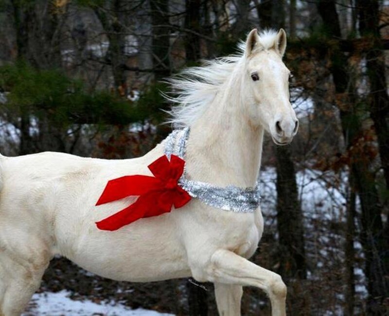 White Horse with Bow