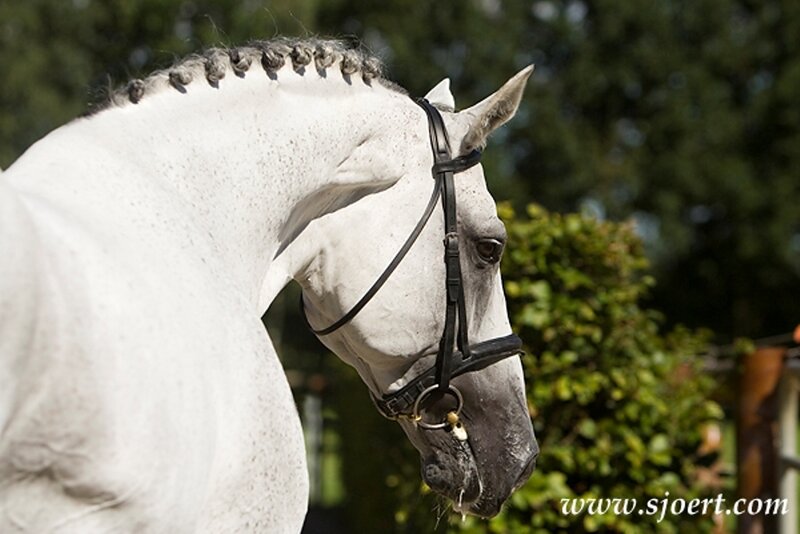 White Horse with Braided Mane — Calm, Afternoon