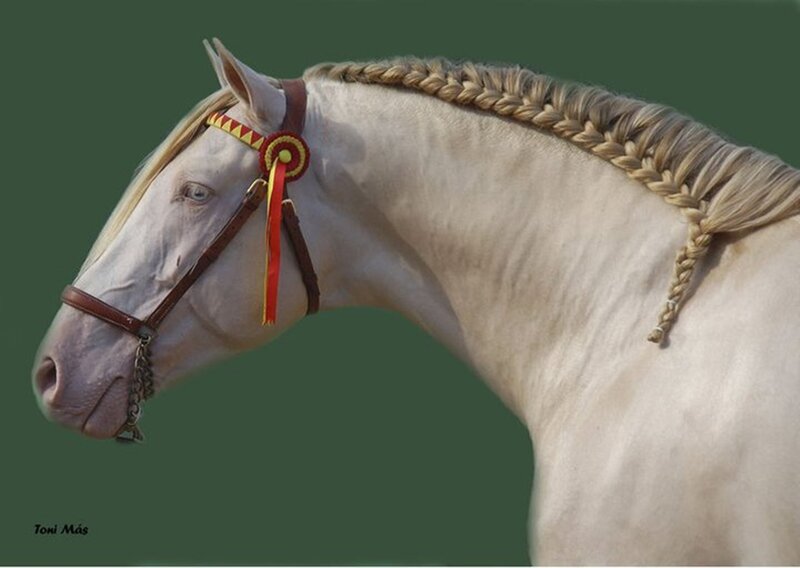 White Horse with Braided Mane — Calm, Photograph