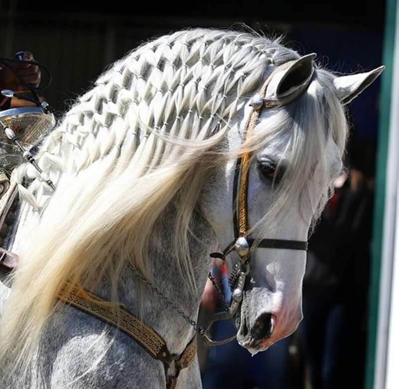 White Horse with Braided Mane — Calm