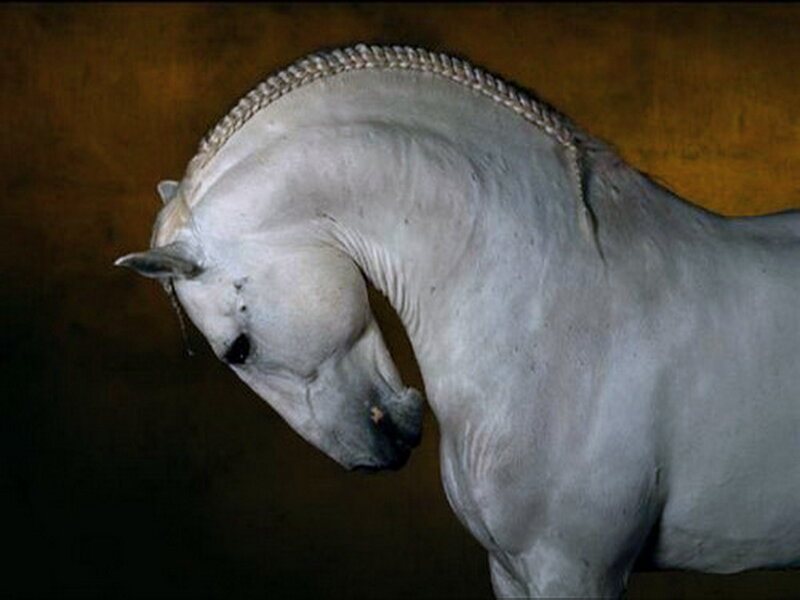 White Horse with Braided Mane — Dramatic, Photograph, Head