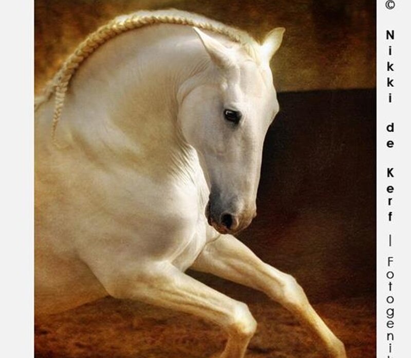 White Horse with Braided Mane — Dramatic, Photograph