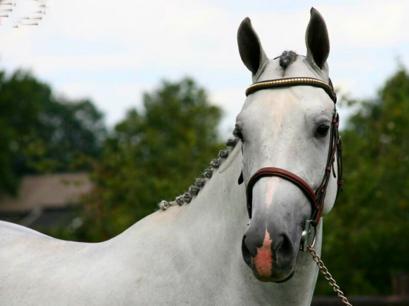 White Horse with Braided Mane — Gray