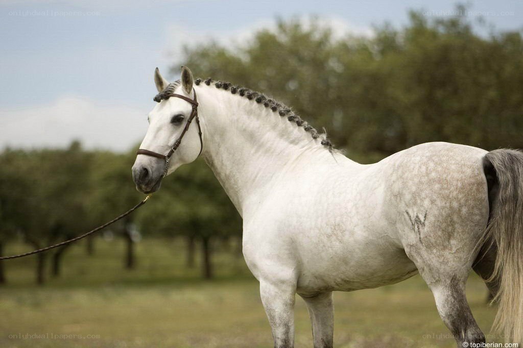 White horse with braided mane