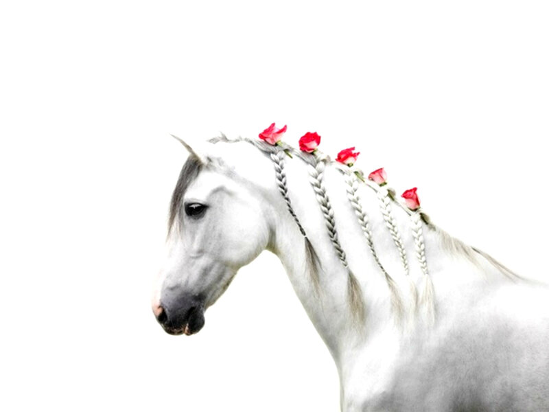 White Horse with Braids