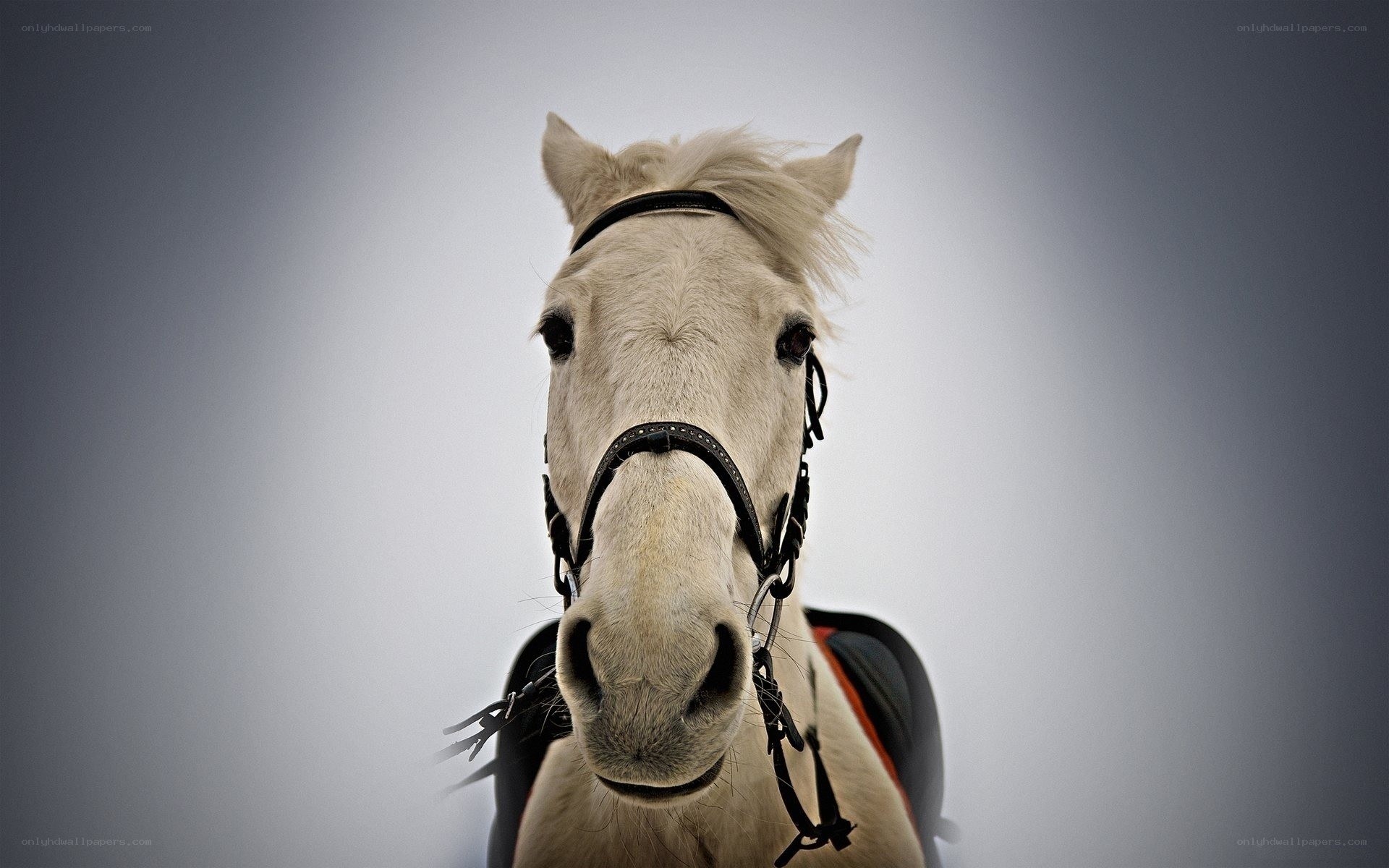 white horse with bridle