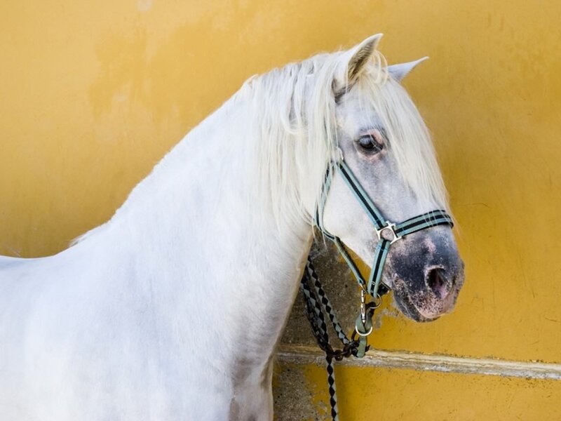 white horse with bridle