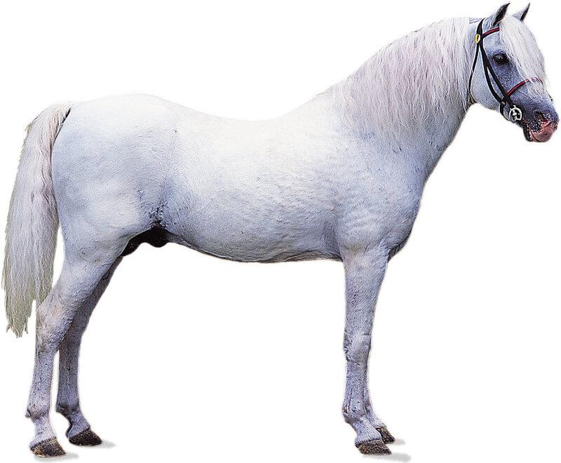 white horse with bridle