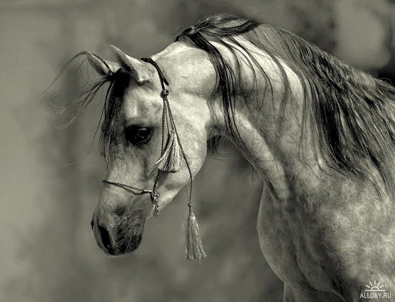 White Horse with Bridle — Black