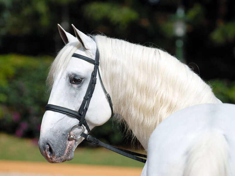 White Horse with Bridle — Calm, Afternoon, Photograph, Greenery