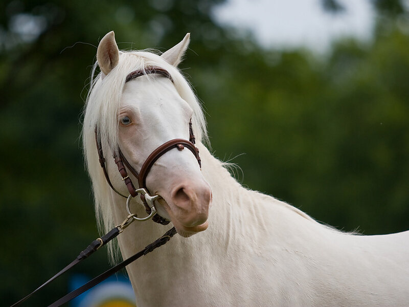 White Horse with Bridle — Calm, Afternoon, Photograph, Trees