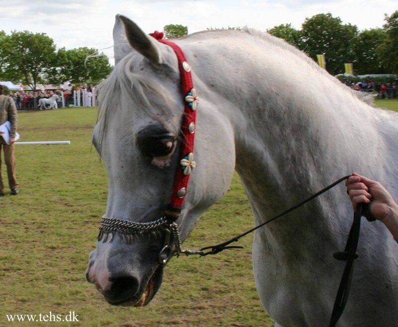 White Horse with Bridle — Calm, Afternoon