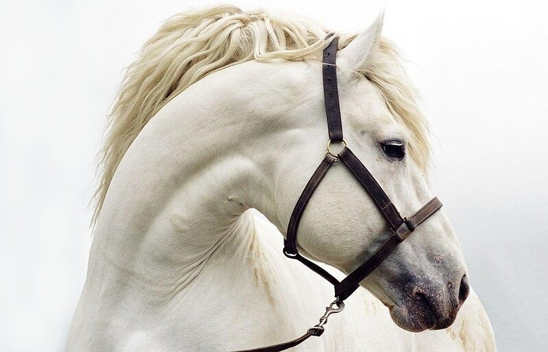 White Horse with Bridle — Calm, Photograph, Mane
