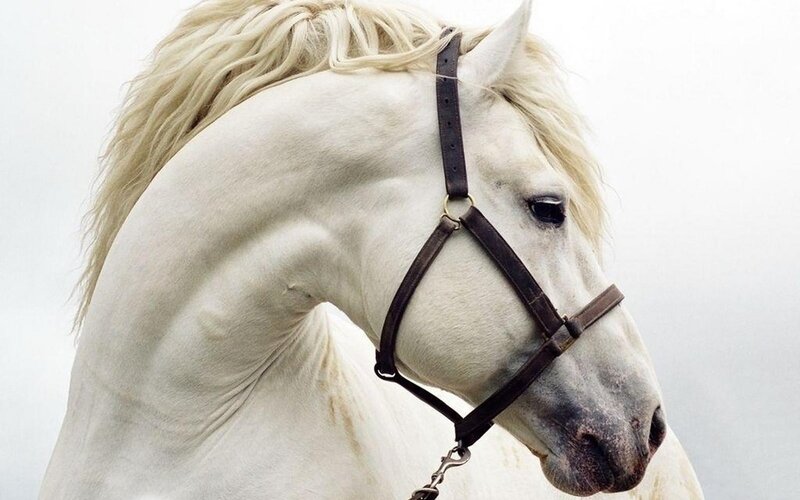 White Horse with Bridle — Calm, Photograph