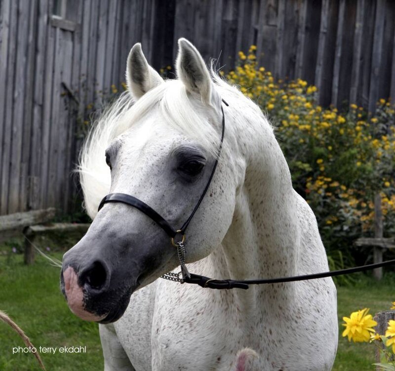 White Horse with Bridle — Calm, Summer