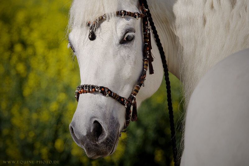 White Horse with Bridle — Calm