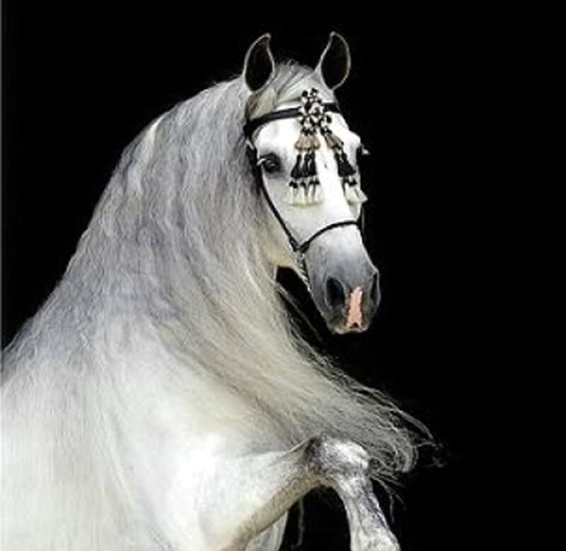 White Horse with Bridle — Dramatic, Photograph