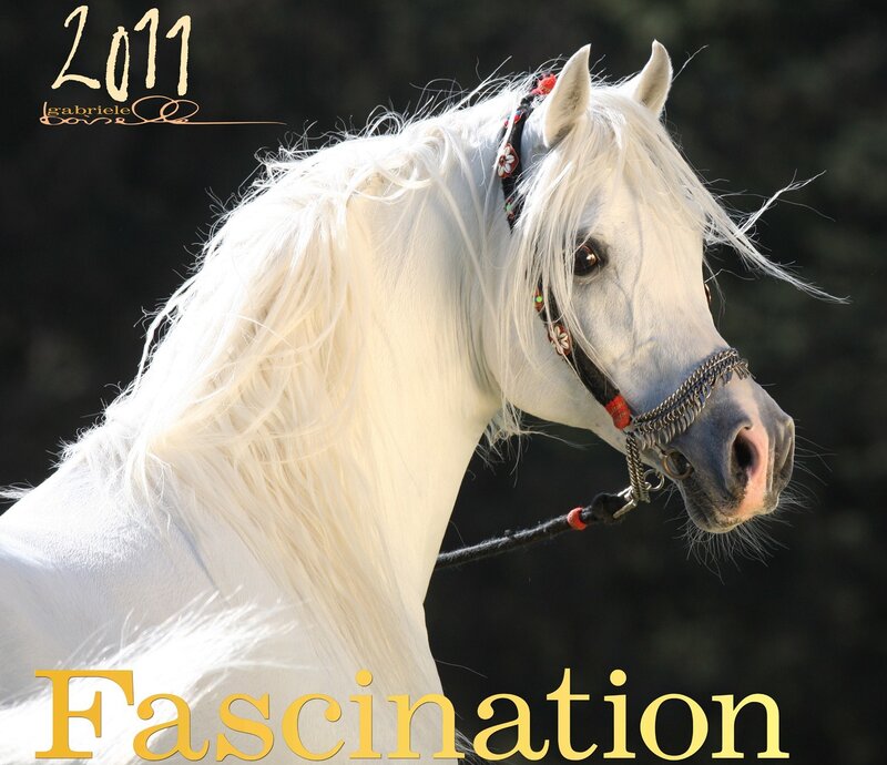 White Horse with Bridle — Dramatic