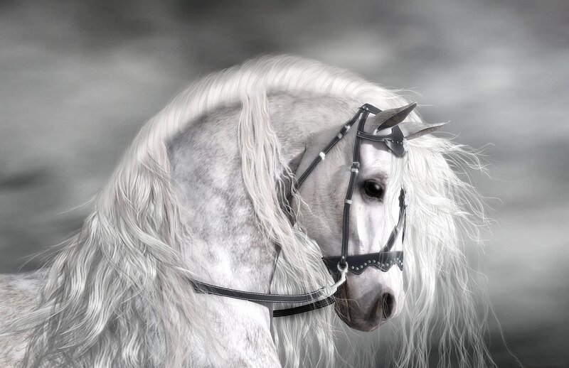 White Horse with Bridle — Gray, Dramatic