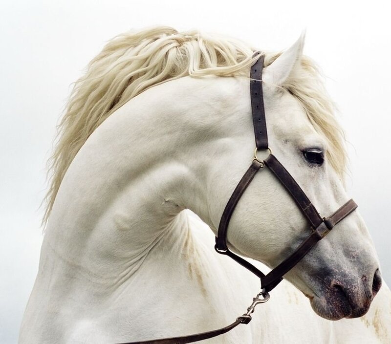 White Horse with Bridle — Photograph
