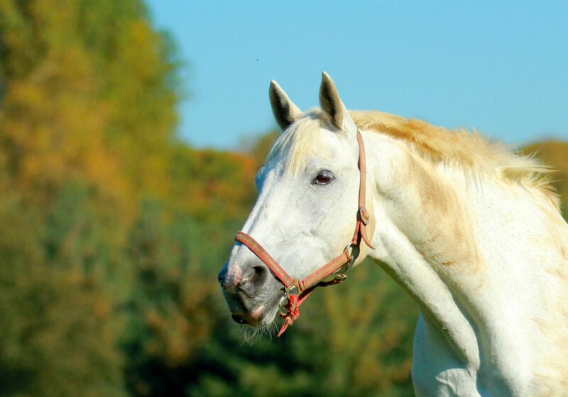 White Horse with Bridle — Serene, Afternoon