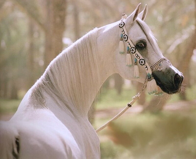 White Horse with Bridle — Serene