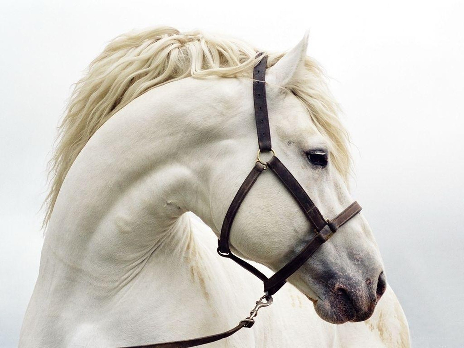 white horse with bridle