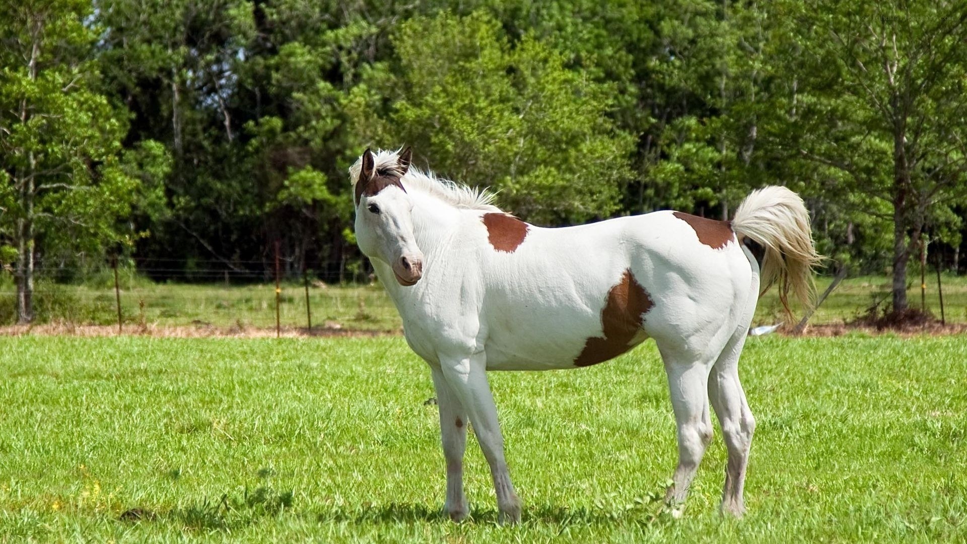 white horse with brown spots