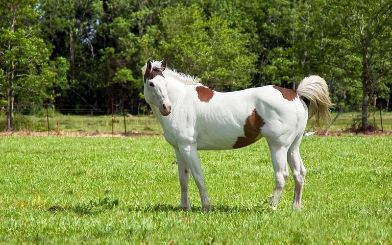 white horse with brown spots
