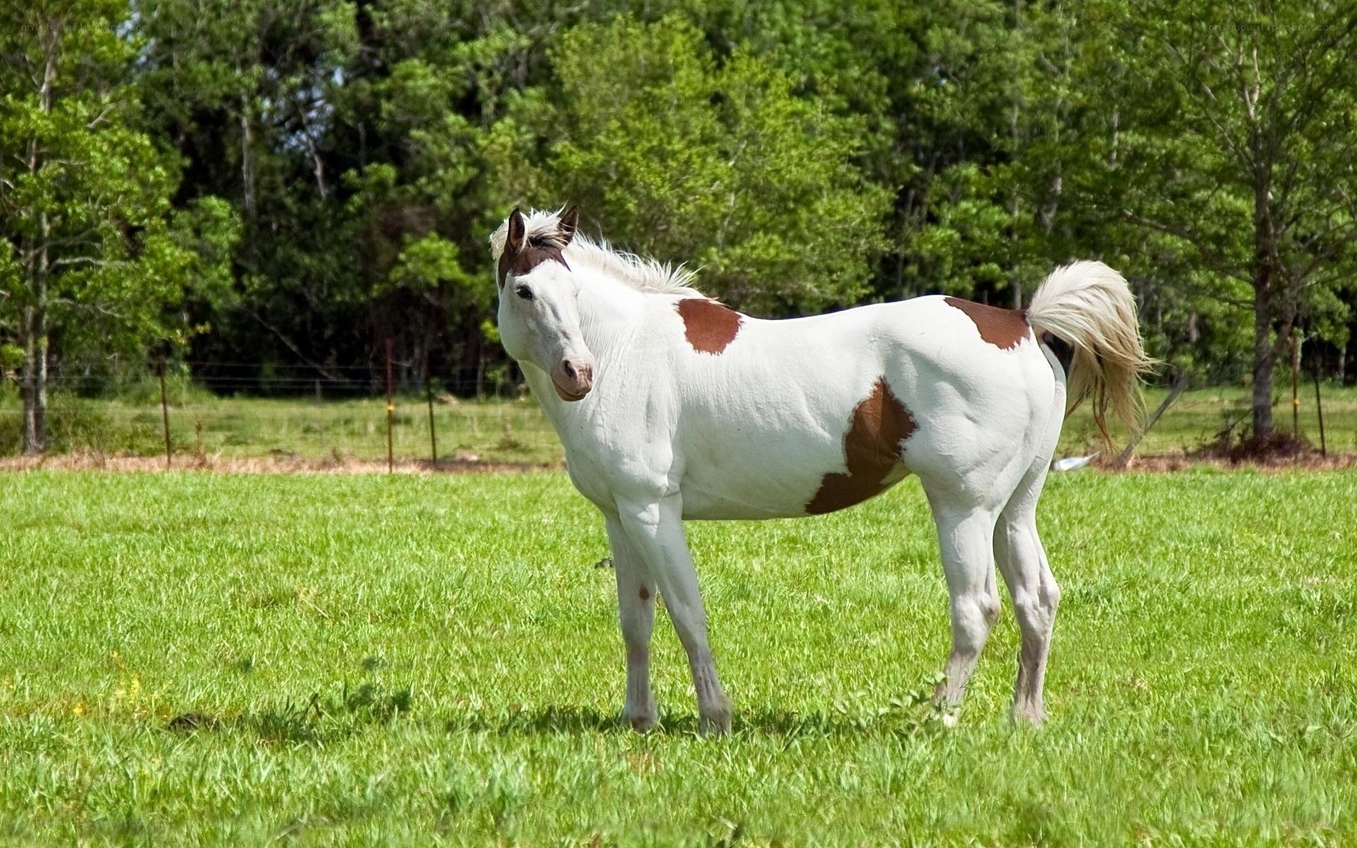 white horse with brown spots