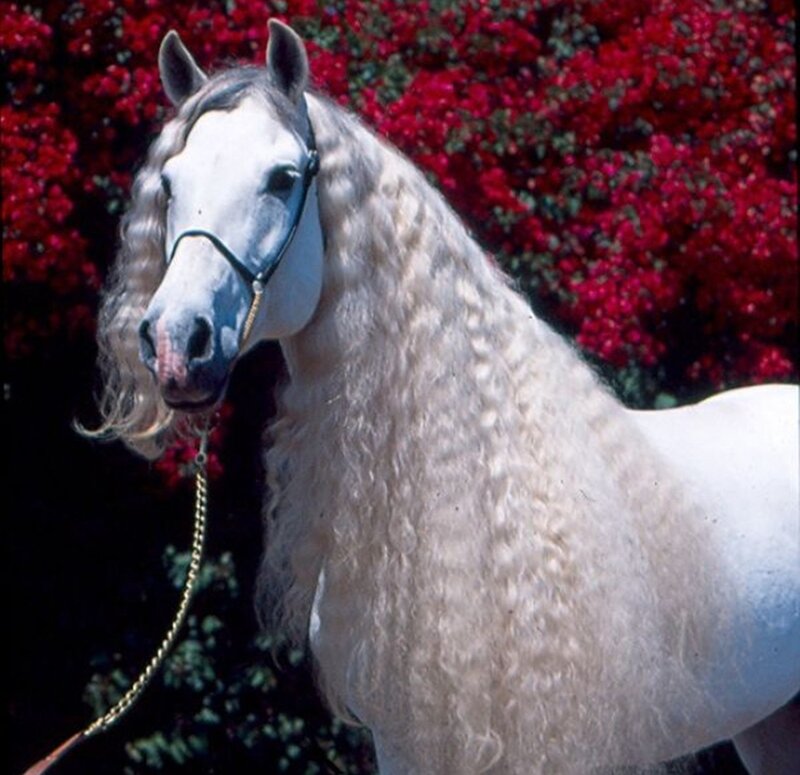 White Horse with Curly Mane
