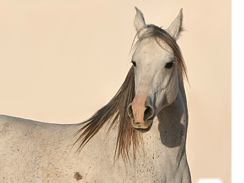 White Horse with Dark Mane — Calm, Afternoon