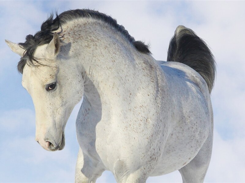 White Horse with Dark Mane — Calm