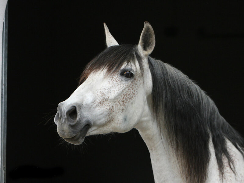 White Horse with Dark Mane — Dramatic