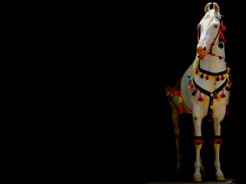 White Horse with Decorations — Dramatic