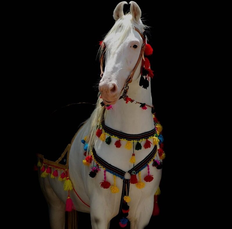 White Horse with Decorations