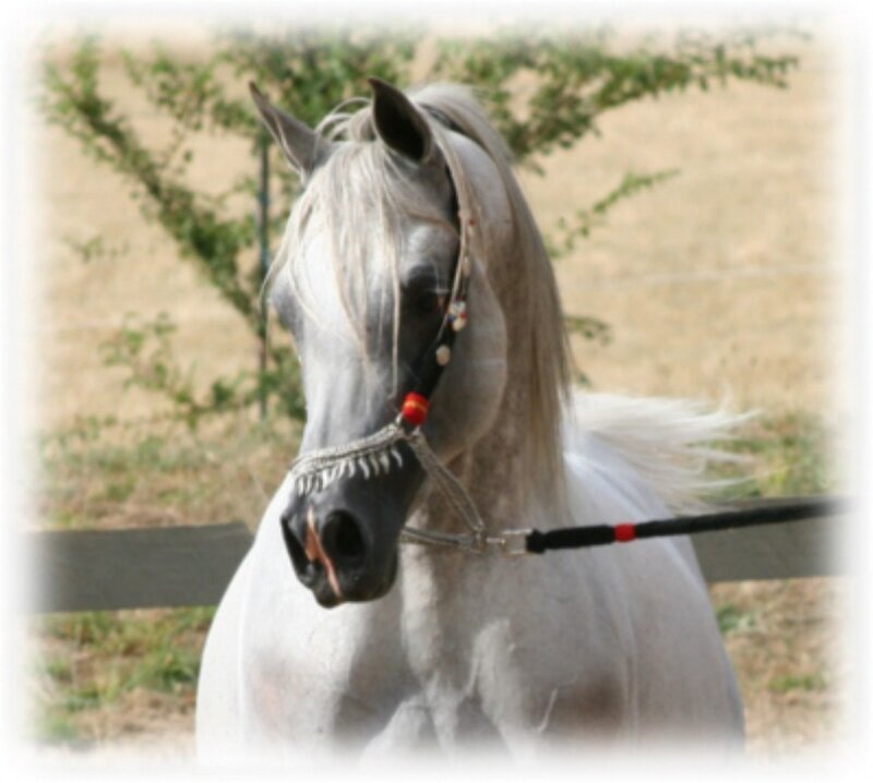 white horse with decorative bridle