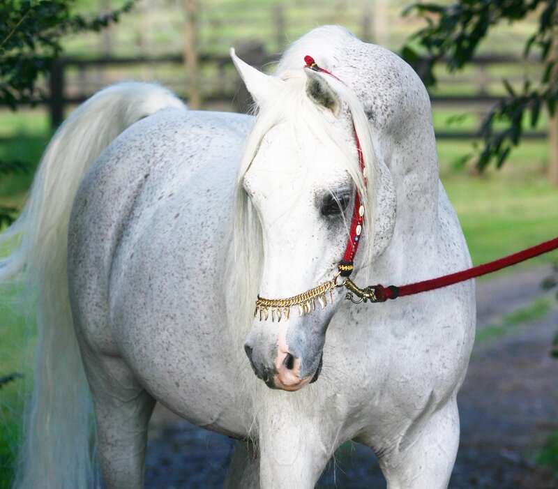 white horse with decorative bridle