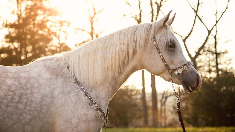 White Horse with Decorative Bridle — Serene