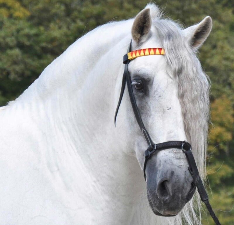 white horse with decorative headband