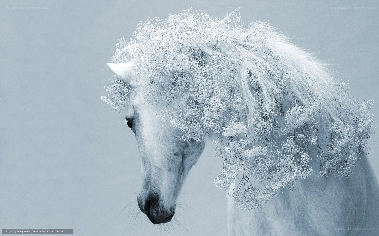 white horse with flowers