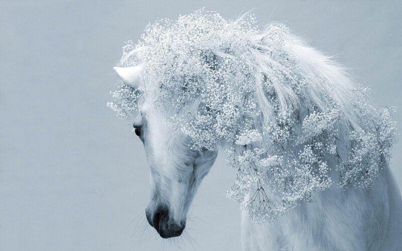 white horse with flowers