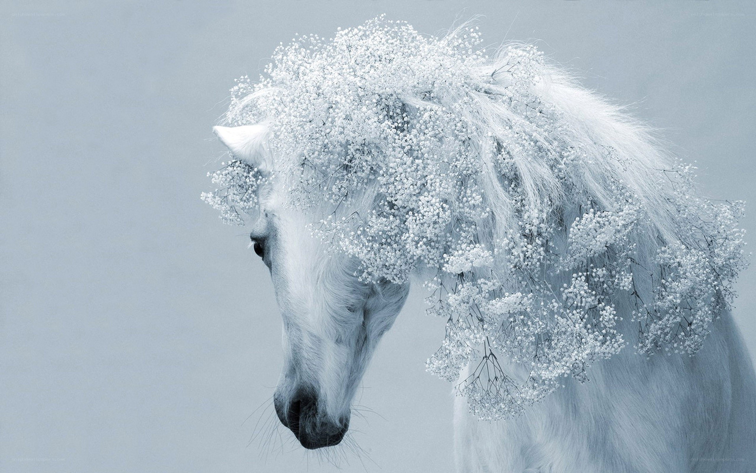 white horse with flowers